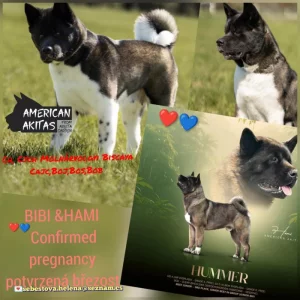 štěňátka Americké Akity