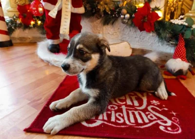 Husky& Australský ovčák