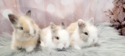 Zakrslý králík Teddy