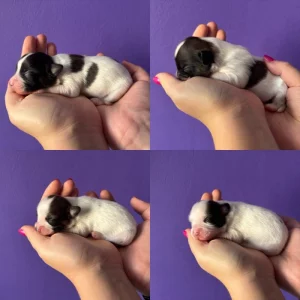 Papillon - nejlepší domácí mazlíček