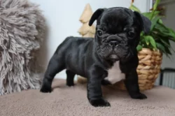 Francouzský buldoček s PP