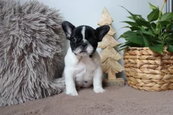 Francouzský buldoček s PP