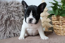 Francouzský buldoček s PP