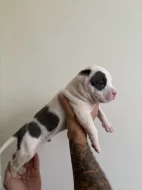 Americký stafordširký terier