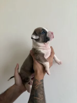 Americký stafordširký terier