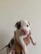 Americký stafordširký terier