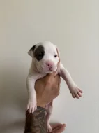 Americký stafordširký terier