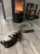 Bengálská kočka s PP