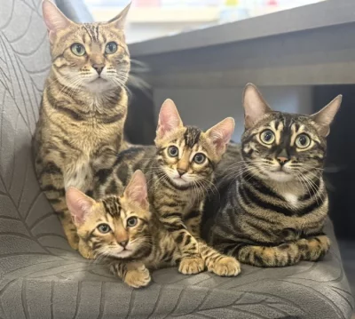 Bengálská kočka s PP