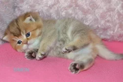 Krásná koťátka s PP