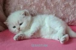 Krásná koťátka s PP