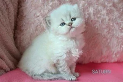 Krásná koťátka s PP