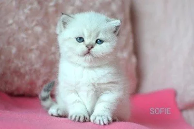 Krásná koťátka s PP