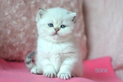 Krásná koťátka s PP