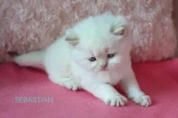 Krásná koťátka s PP