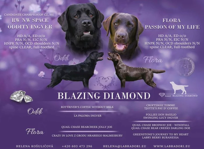 Štěňata Labrador Retriever s PP, černá a čokoládová