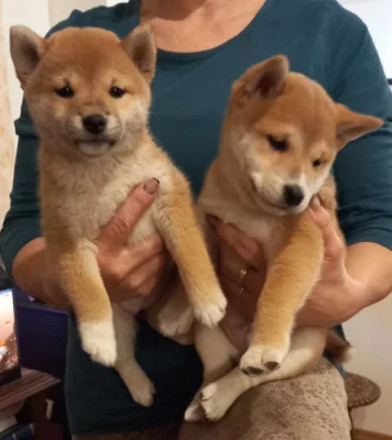 Shiba inu