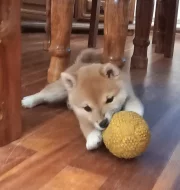Shiba inu