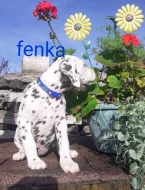 Dalmatin již k odběru