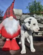 Dalmatin již k odběru