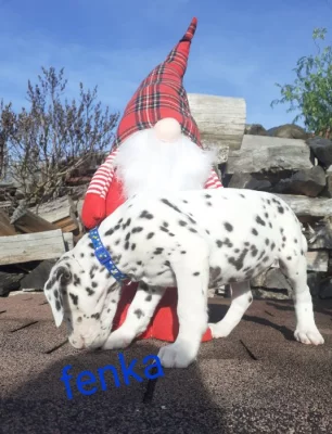 Dalmatin již k odběru