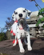 Dalmatin již k odběru