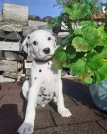 Dalmatin již k odběru