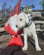 Dalmatin již k odběru