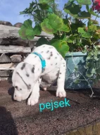 Dalmatin již k odběru