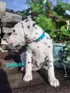 Dalmatin již k odběru