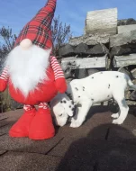 Dalmatin již k odběru