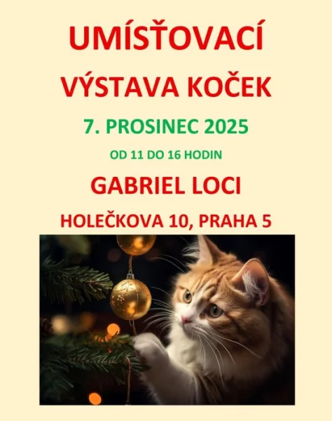 Umísťovací výstava koček v Gabriel Loci v Praze 5