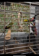 Papoušek Kouřový (Horský) 1 samec 1 samička oba 6 let s vybavením