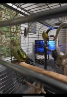 Papoušek Kouřový (Horský) 1 samec 1 samička oba 6 let s vybavením