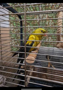 Papoušek Kouřový (Horský) 1 samec 1 samička oba 6 let s vybavením