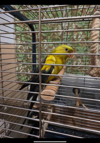 Papoušek Kouřový (Horský) 1 samec 1 samička oba 6 let s vybavením