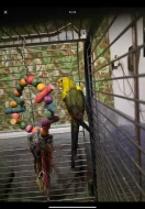 Papoušek Kouřový (Horský) 1 samec 1 samička oba 6 let s vybavením