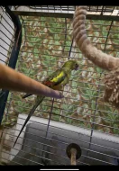 Papoušek Kouřový (Horský) 1 samec 1 samička oba 6 let s vybavením