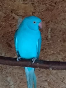 Koupím mníška, alexandra, malého amazoňana apod.