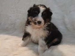 Australský ovčák s PP - fenečky k rezervaci