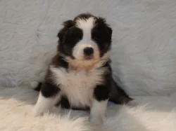 Australský ovčák s PP - fenečky k rezervaci