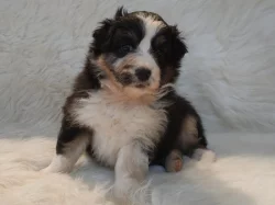 Australský ovčák s PP - fenečky k rezervaci