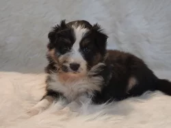 Australský ovčák s PP - fenečky k rezervaci