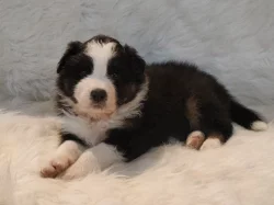 Australský ovčák s PP - fenečky k rezervaci