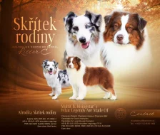 Australský ovčák s PP - fenečky k rezervaci