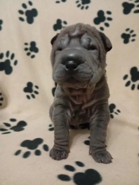 Šarpej, Shar-pei štěňátka s PP