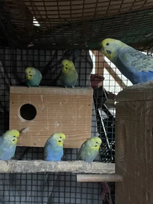 Různobarevné andulky.