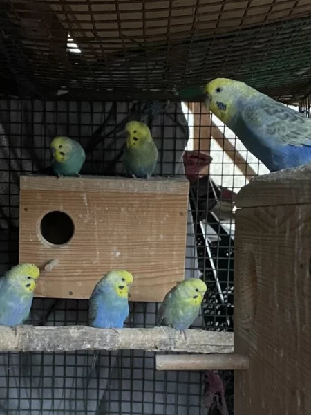 Různobarevné andulky.