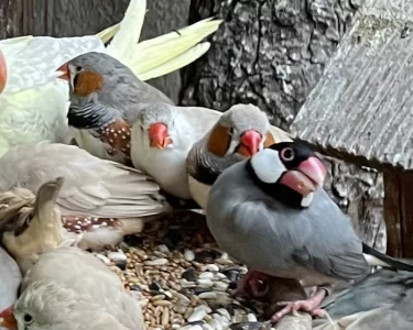 Zebřičky a Rýžovníci