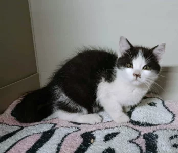 Kocourek Porthos hledá nový domov